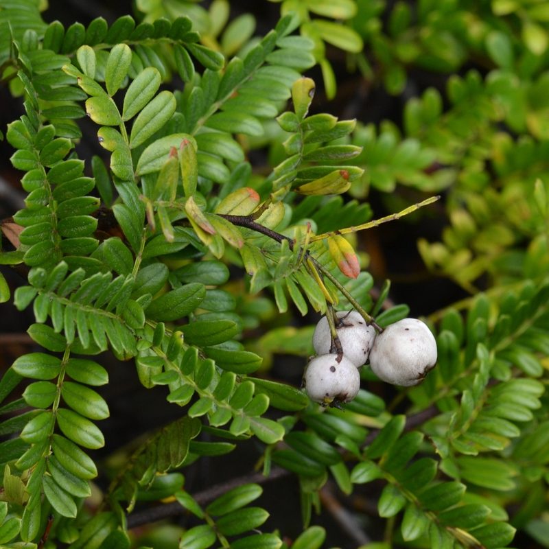 Osteomeles anthyllidifolia, photographed by kbkash