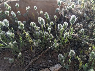 Plantago patagonica, photographed by Rachel Stringham