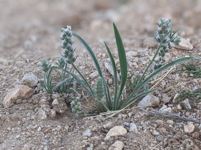 Plantago patagonica, photographed by Rachel Stringham