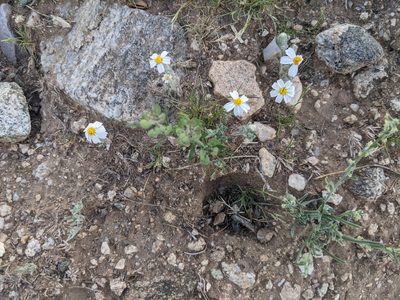 Eriophyllum lanosum, photographed by Rachel Stringham