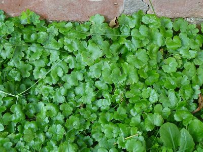 Hydrocotyle sibthorpioides, photographed by 雲一百香果