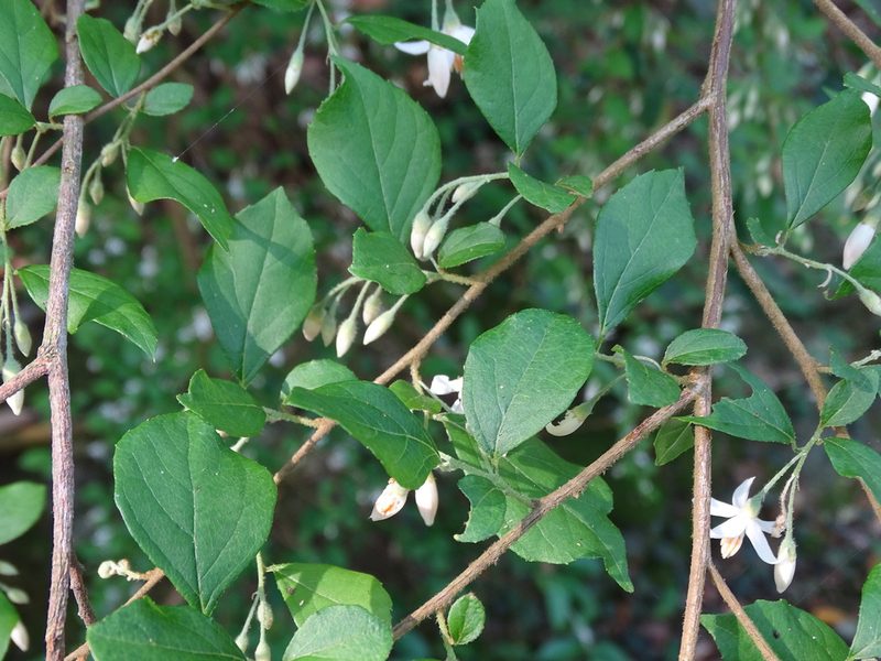 Styrax formosanus, photographed by 雲一百香果