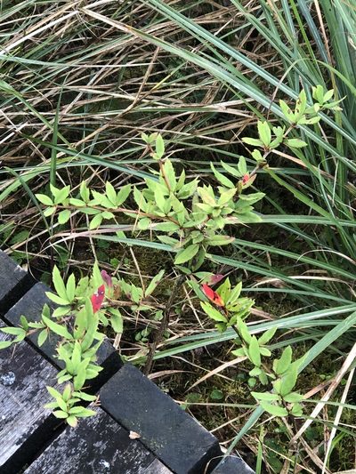 Berberis hayatana, photographed by 鄭雪雲