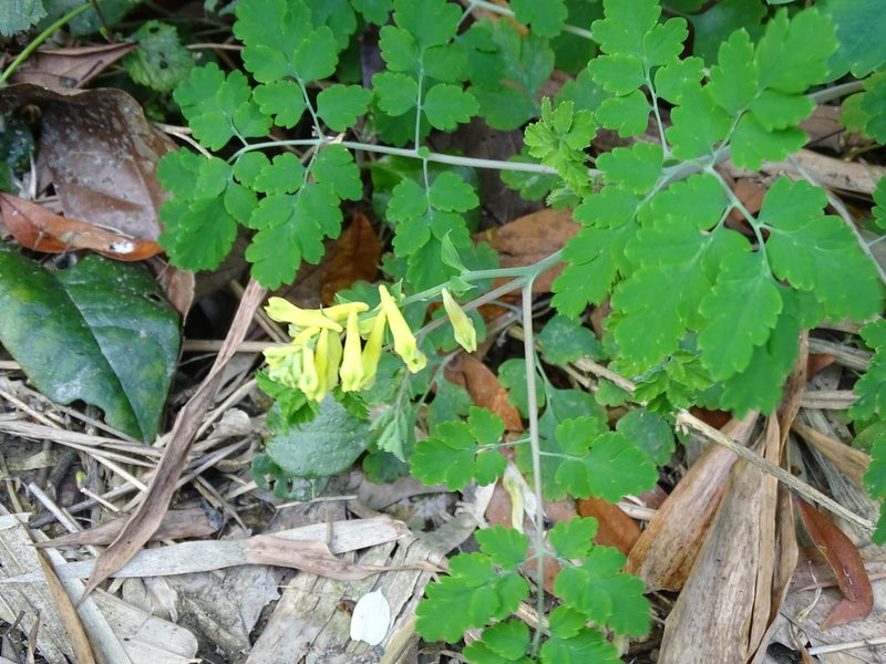 Corydalis balansae, photographed by 雲一百香果
