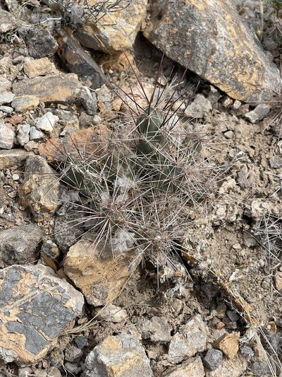 Grusonia grahamii, photographed by CK2AZ