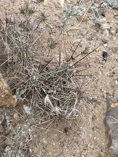 Grusonia grahamii, photographed by CK2AZ