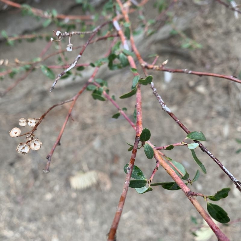 Ceanothus parvifolius, photographed by Neal Kelso