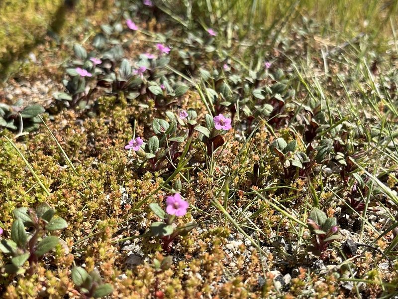 Diplacus congdonii, photographed by Kristen Nelson
