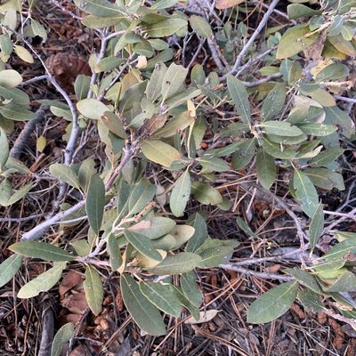 Chrysolepis sempervirens, photographed by Neal Kelso