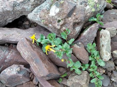 Senecio fremontii, photographed by John Powers