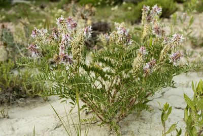 Astragalus bisulcatus, photographed by Cecelia Alexander