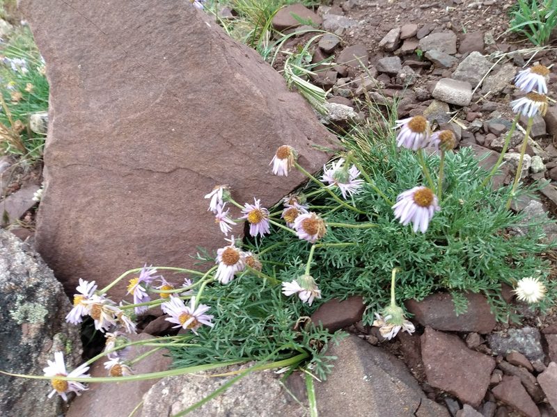 Erigeron pinnatisectus, photographed by John Powers