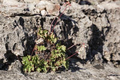 Heuchera hallii, photographed by Cecelia Alexander