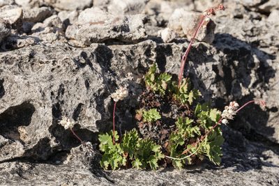 Heuchera hallii, photographed by Cecelia Alexander