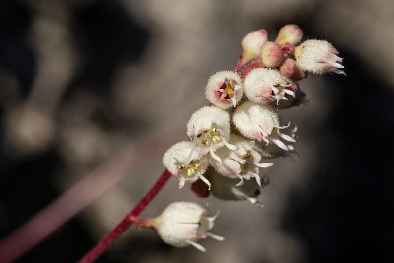 Heuchera hallii, photographed by Cecelia Alexander
