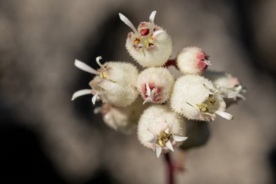 Heuchera hallii, photographed by Cecelia Alexander
