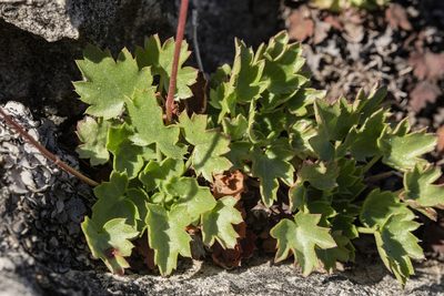 Heuchera hallii, photographed by Cecelia Alexander