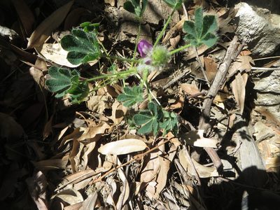 Lupinus hirsutissimus, photographed by Ben Machado