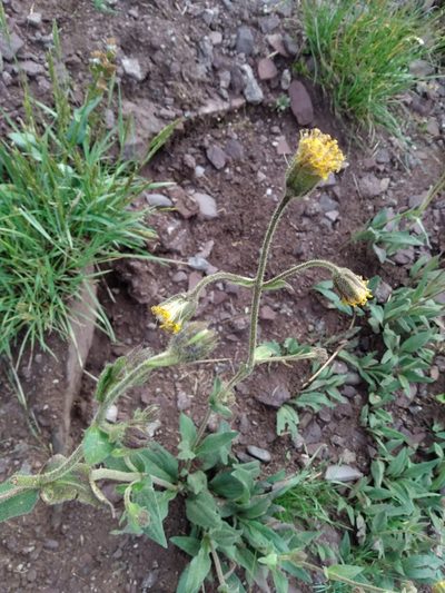 Arnica parryi, photographed by John Powers