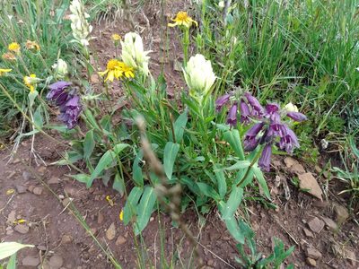 Penstemon whippleanus