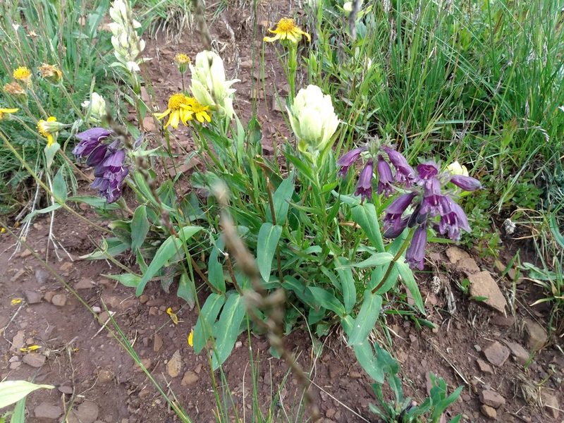 Penstemon whippleanus, photographed by John Powers