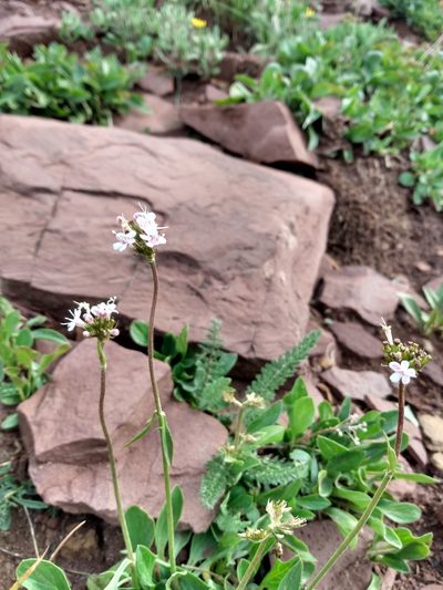 Valeriana acutiloba, photographed by John Powers
