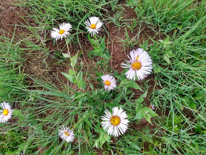 Erigeron elatior, photographed by John Powers