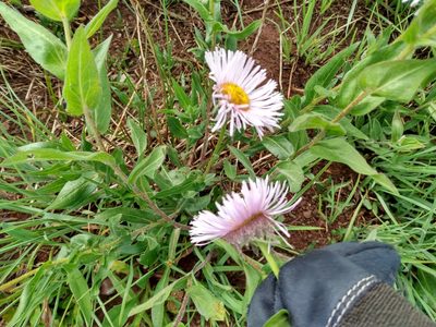 Erigeron elatior, photographed by John Powers