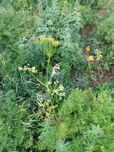 Ligusticum porteri, photographed by John Powers