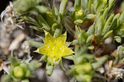 Paronychia sessiliflora, photographed by Cecelia Alexander