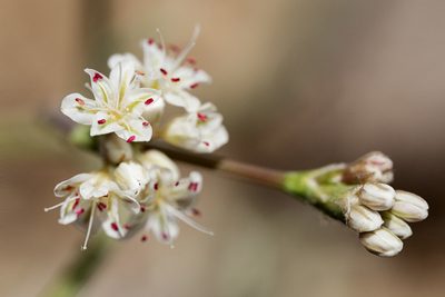 Eriogonum lonchophyllum, photographed by Cecelia Alexander