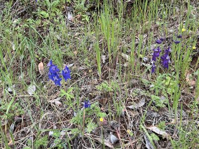 Delphinium patens, photographed by Carrie Seltzer