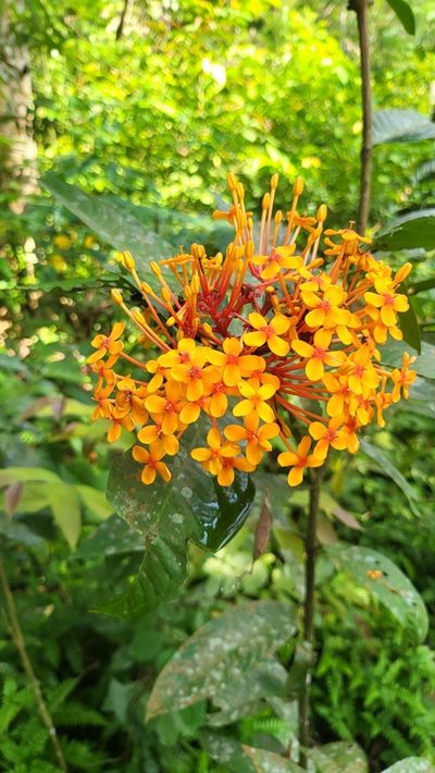 Ixora congesta, photographed by Cheongweei Gan