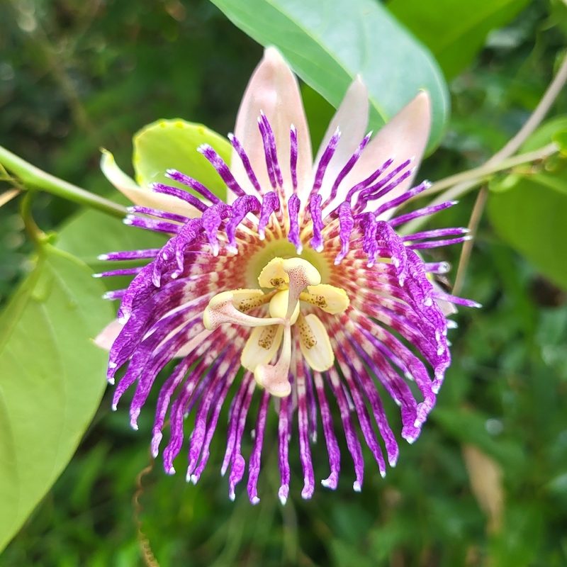 Passiflora laurifolia, photographed by Cheongweei Gan