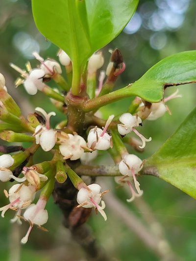 Scyphiphora hydrophylacea, photographed by Cheongweei Gan