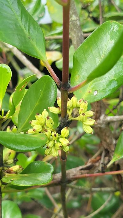 Scyphiphora hydrophylacea, photographed by Cheongweei Gan