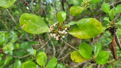 Scyphiphora hydrophylacea, photographed by Cheongweei Gan