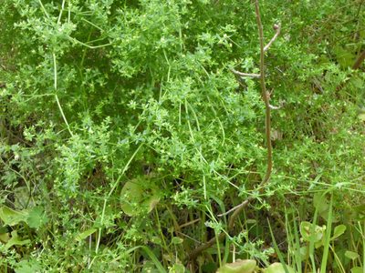 Galium porrigens, photographed by Carrie Seltzer