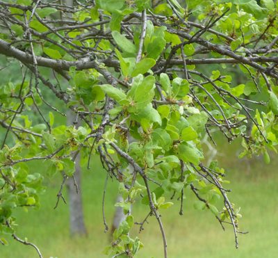 Quercus douglasii, photographed by Carrie Seltzer