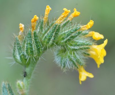 Amsinckia menziesii, photographed by Carrie Seltzer