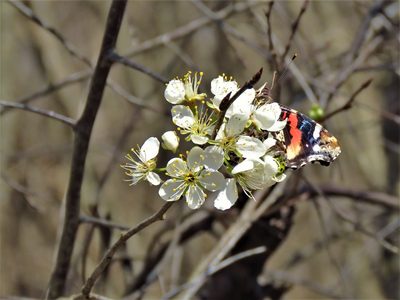 Prunus angustifolia, photographed by Annika Lindqvist