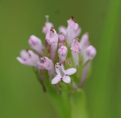 Valeriana ciliosa, photographed by Carrie Seltzer
