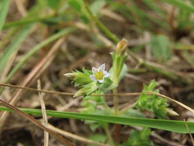 Gentiana yokusai, photographed by chiuluan