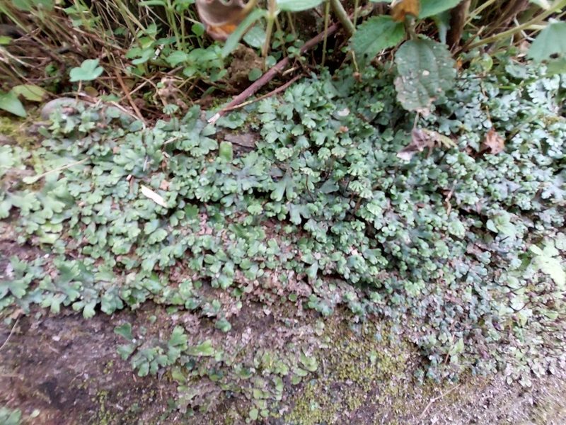 Marchantia emarginata, photographed by 胡正恆(Jackson Hu)