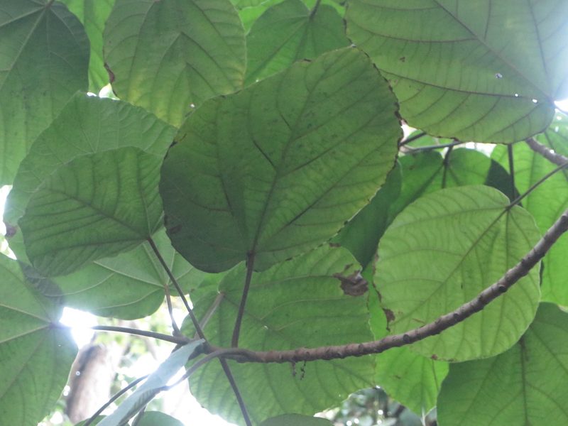 Ficus auriculata, photographed by Ben Machado