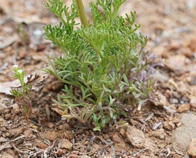 Apiastrum angustifolium, photographed by Carrie Seltzer