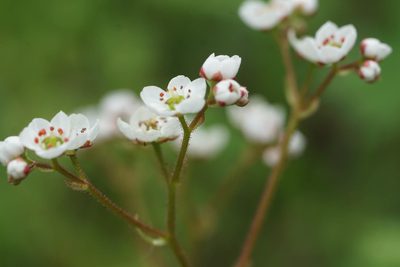 Micranthes californica, photographed by Carrie Seltzer
