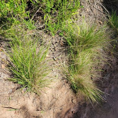 Muhlenbergia rigens, photographed by Dan Horowitz