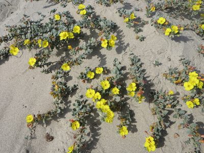 Camissoniopsis cheiranthifolia, photographed by Ben Machado