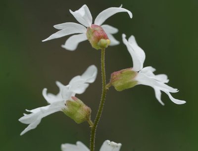 Lithophragma heterophyllum, photographed by Carrie Seltzer